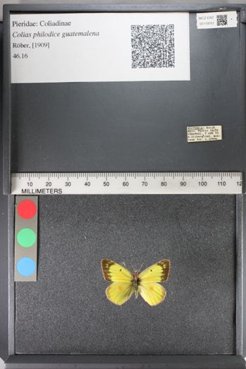 Media type: image;   Entomology 119701
